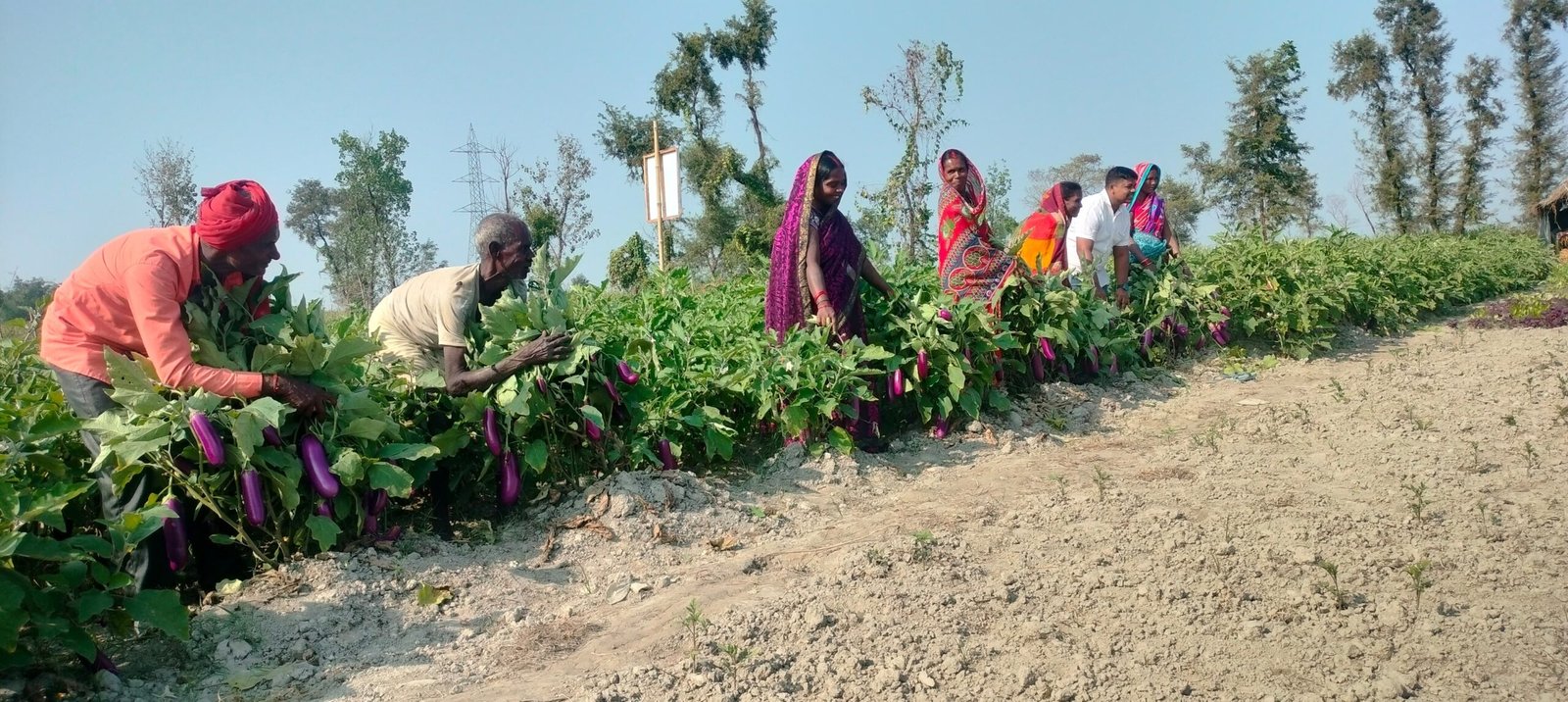 Baigan (Brinjal) Production Pearl Project Bagaha