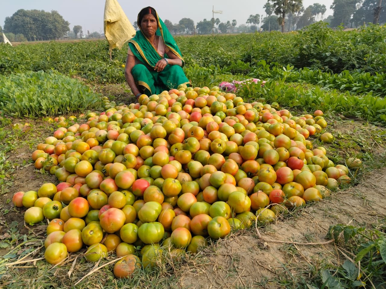 Dinesh Choudhary Tomato Farming