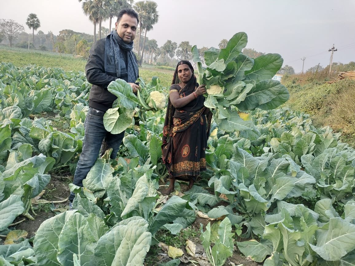 Gobhi (Cauliflower) Farming in Gaya Kunti Devi Kawach Project