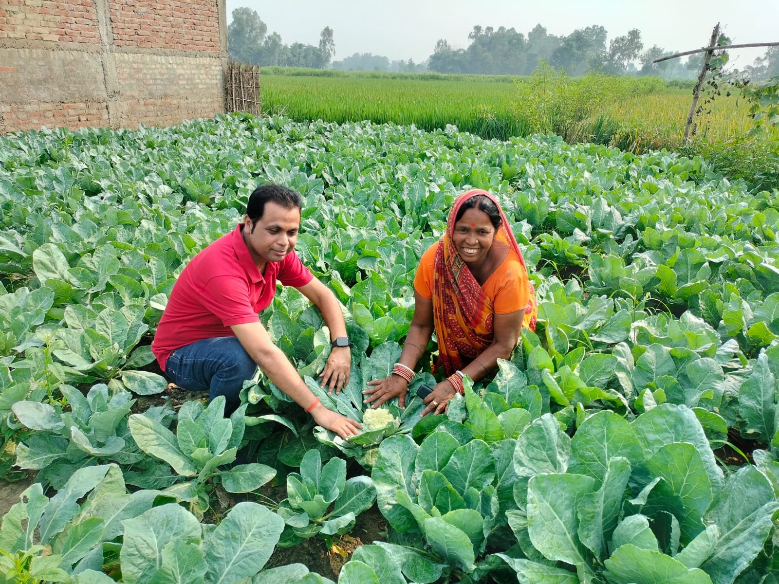 Gobhi (Cauliflower) Farming in Parihar