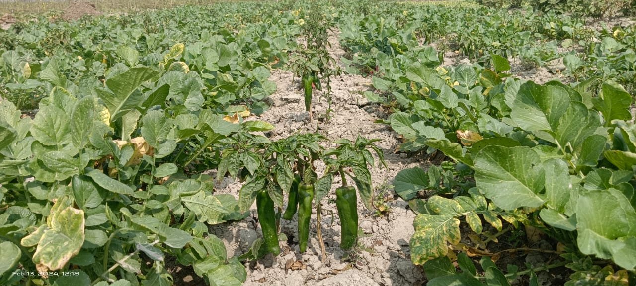 Green Chilli Farming Pearl Project
