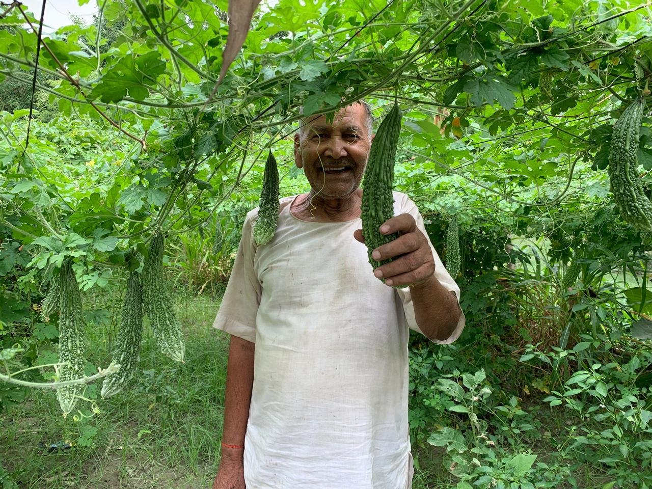Karela (Bitter Gourd) Farming Jagarnath Paswan Semrahiya SLIDE Project