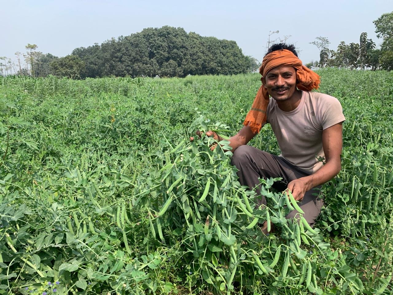 Matar Plot Jitendra Paswan Bhangha SLIDE Project