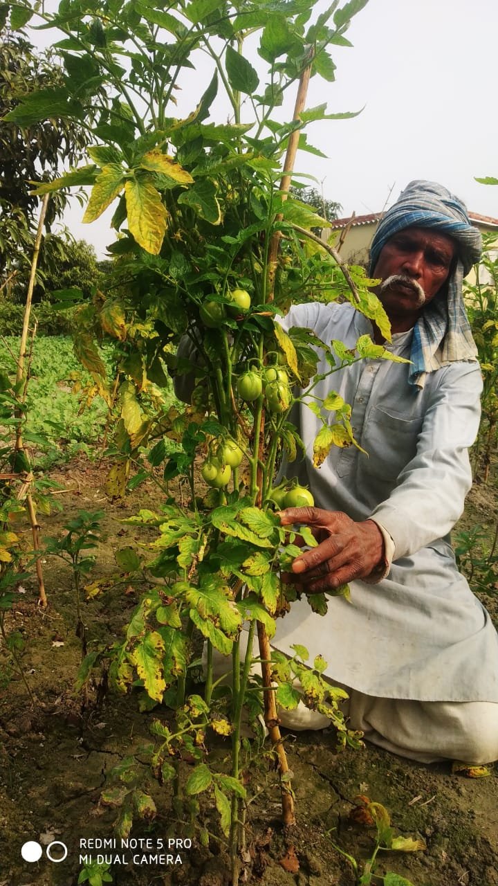 Prabhu Ram Bagha Dusdipatti Tomato Cultivation Pearl Project