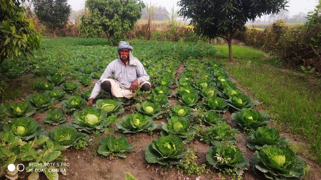 Prabhu Ram Dusadipatti Cabbage Farming Pearl Project