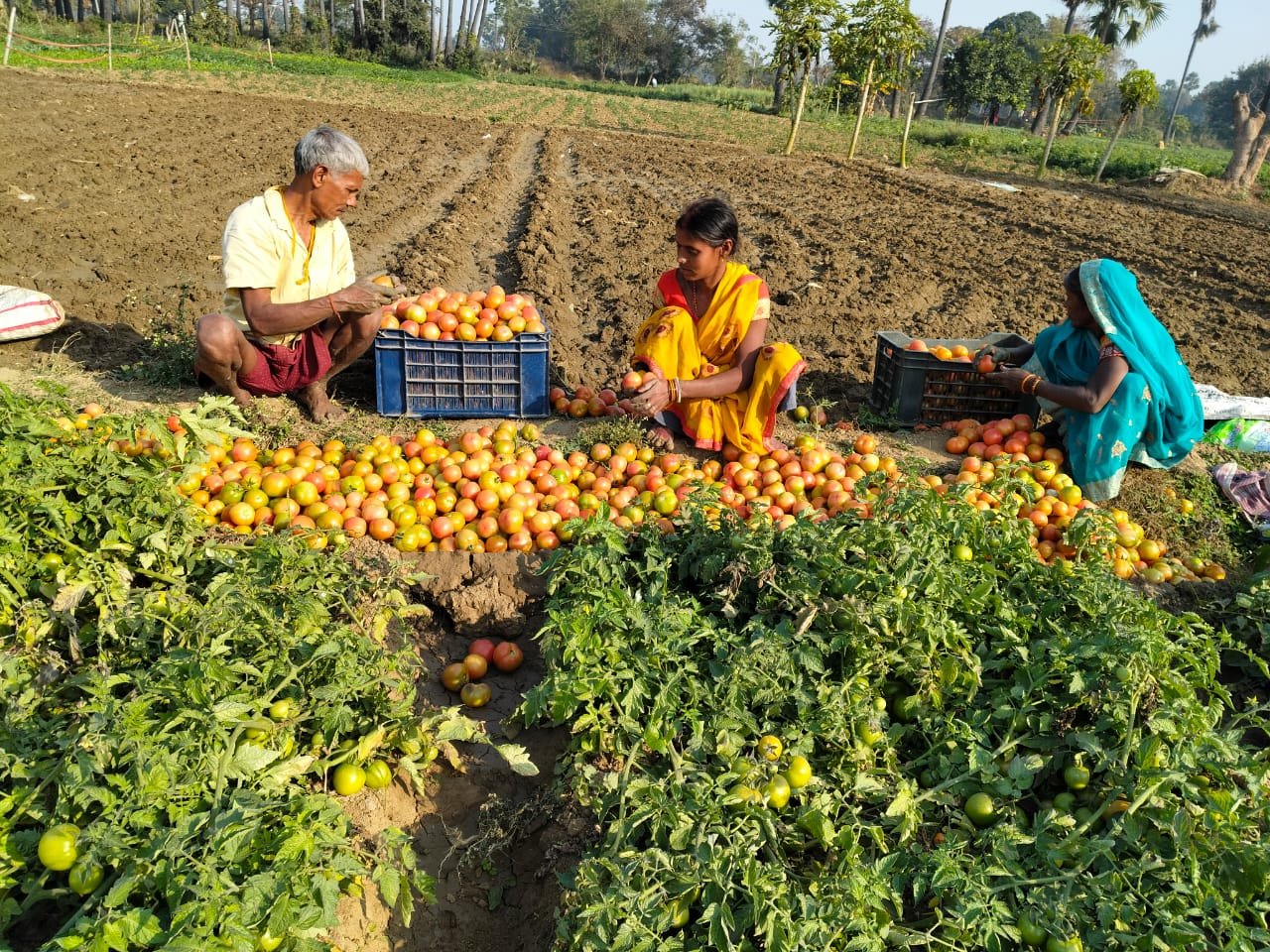 Suresh Chaudhary Niyazipur Kawach Project Tomato Farming (1)