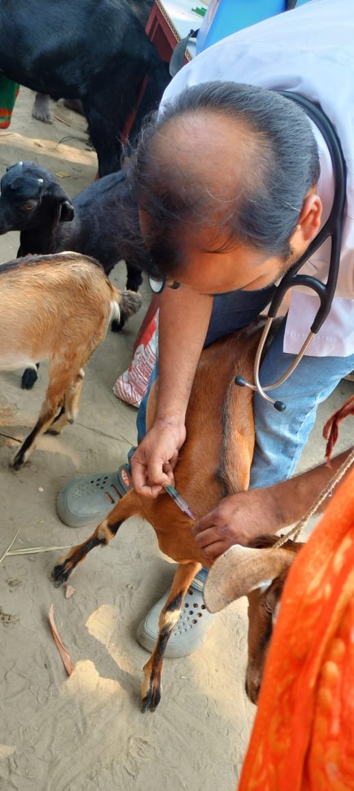 Vaccination of Goats PEARL Bagaha